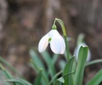 Galanthus Falkland House